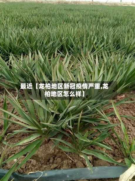 最近【龙柏地区新冠疫情严重,龙柏地区怎么样】-第2张图片