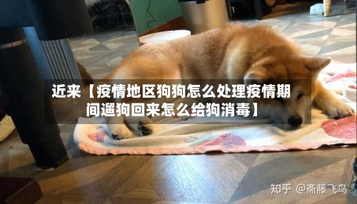 近来【疫情地区狗狗怎么处理疫情期间遛狗回来怎么给狗消毒】
