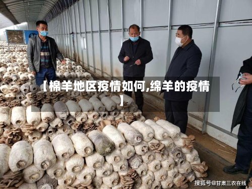 【棉羊地区疫情如何,绵羊的疫情】-第2张图片