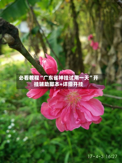 必看教程“广东雀神挂试用一天”开挂辅助脚本+详细开挂-第2张图片