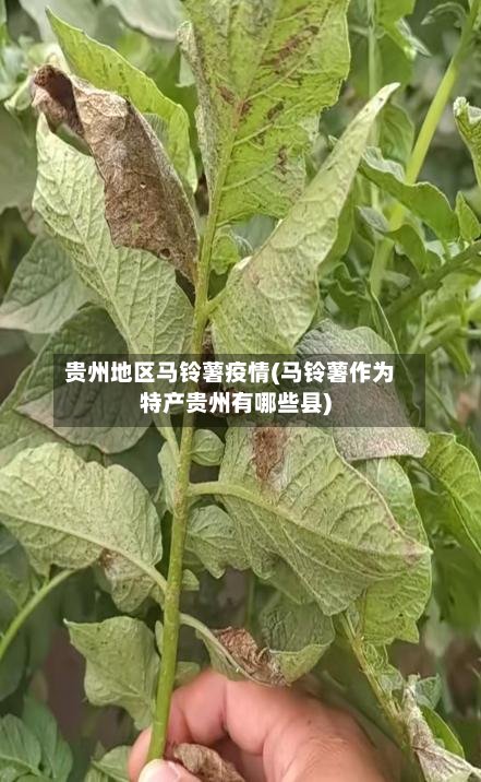 贵州地区马铃薯疫情(马铃薯作为特产贵州有哪些县)-第2张图片