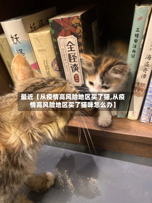 最近【从疫情高风险地区买了猫,从疫情高风险地区买了猫咪怎么办】-第2张图片