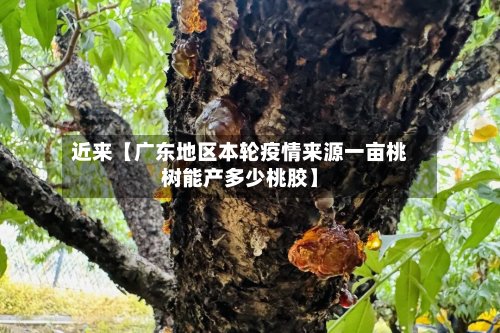近来【广东地区本轮疫情来源一亩桃树能产多少桃胶】-第2张图片