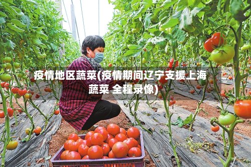 疫情地区蔬菜(疫情期间辽宁支援上海蔬菜 全程录像)-第3张图片