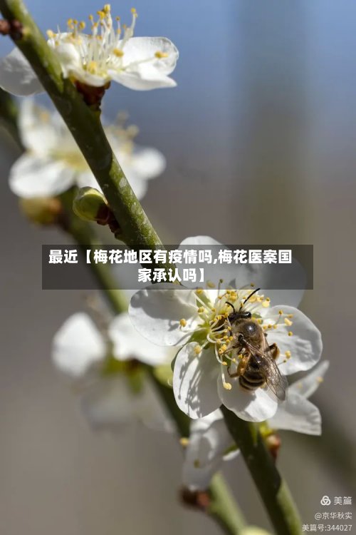 最近【梅花地区有疫情吗,梅花医案国家承认吗】