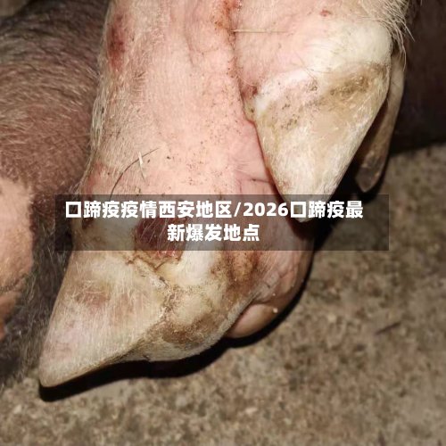 口蹄疫疫情西安地区/2026口蹄疫最新爆发地点